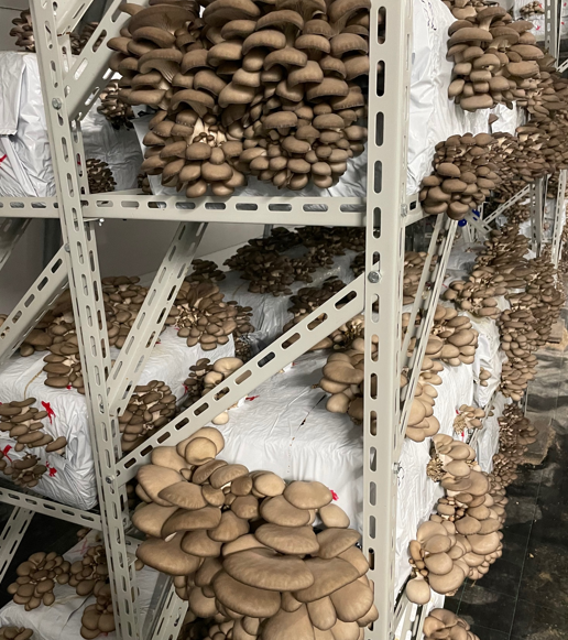 Inside mushroom farm